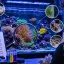 Consultoria Inteligente RR Ocean Reef (Diagnostico sobre os principais problemas aquário)